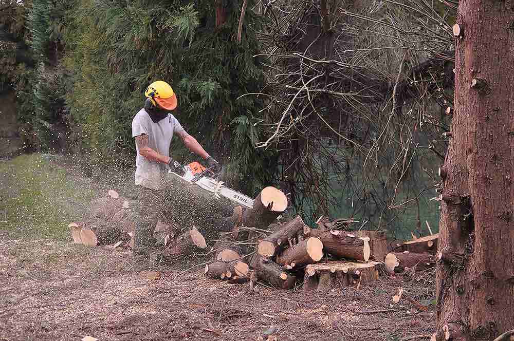 Better Trees Bay of Plenty — Arborists in Tauranga