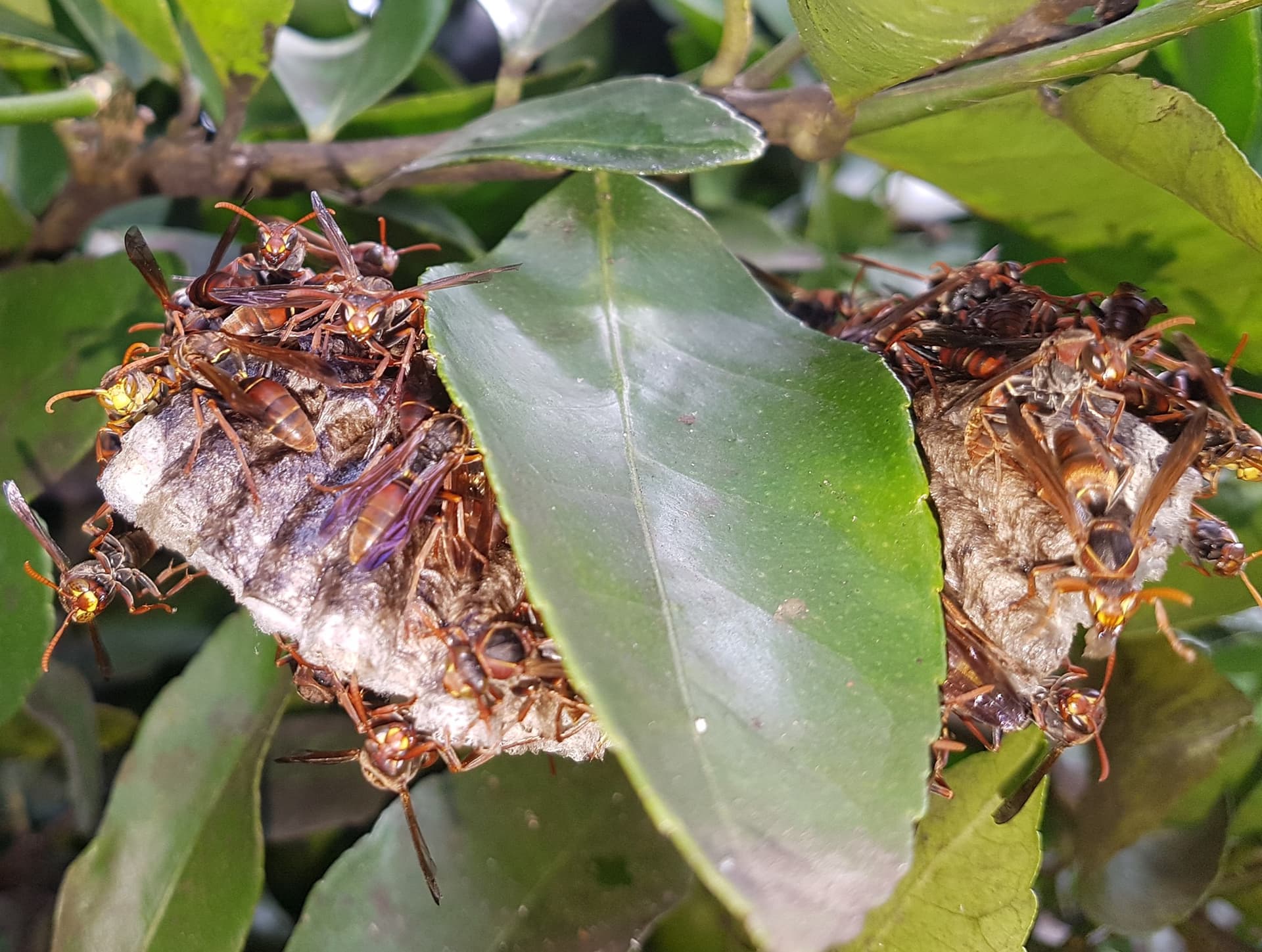 Resolvit Pest Control — Pest Control Services in Tauranga