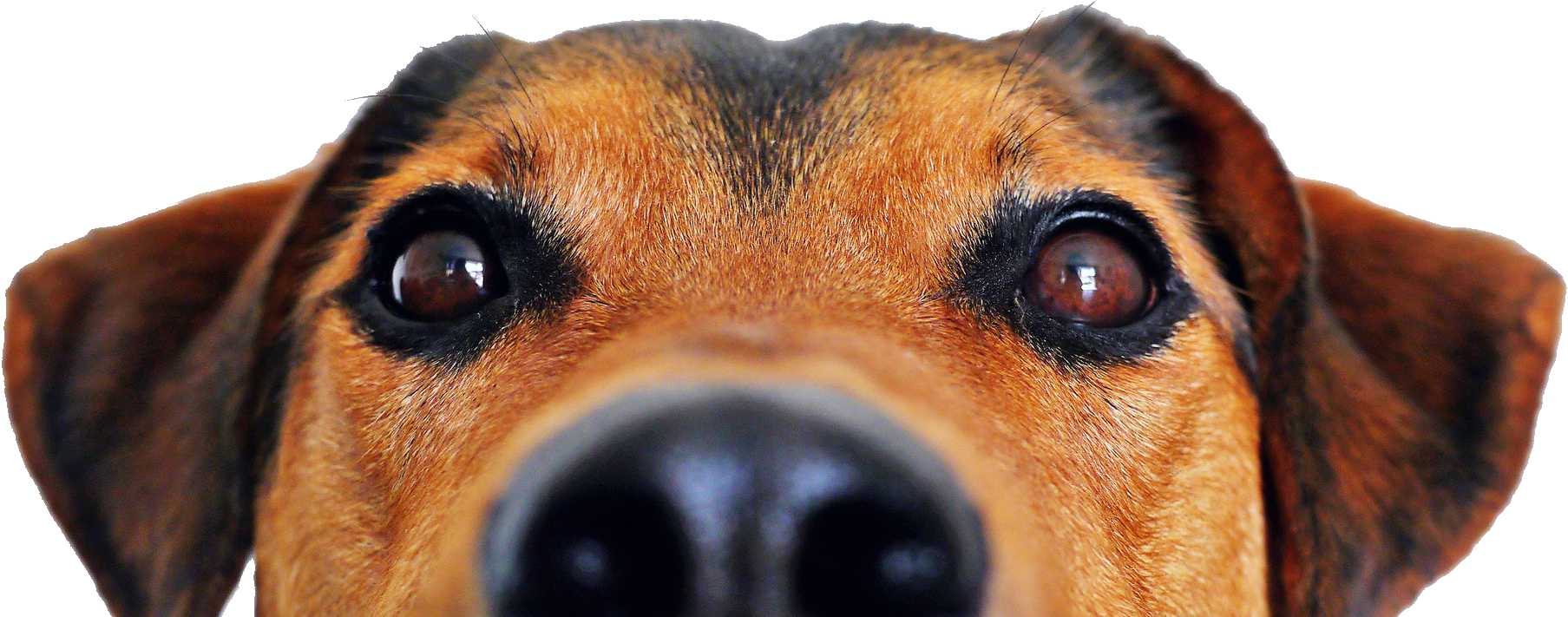 Bay After Hours Veterinary Hospital — Vets in Greerton