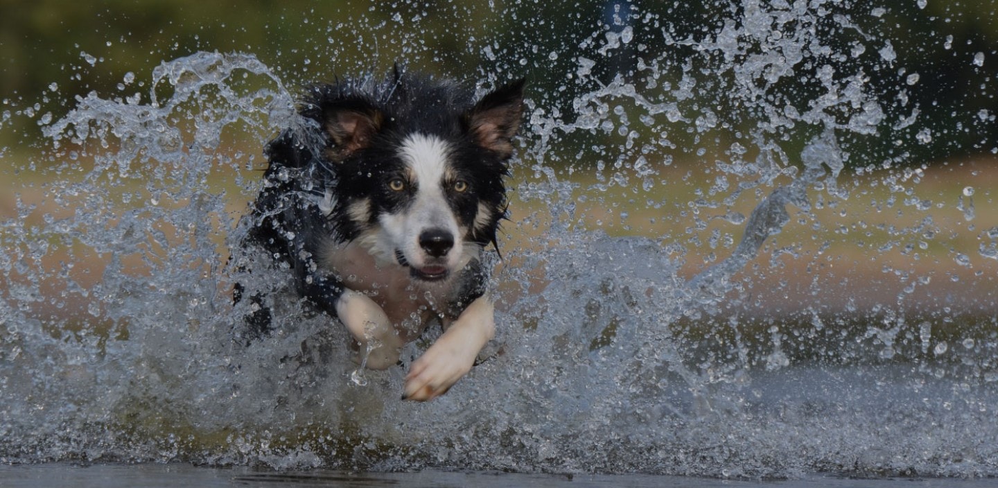 Pet & Vet Milford — Vets in Auckland