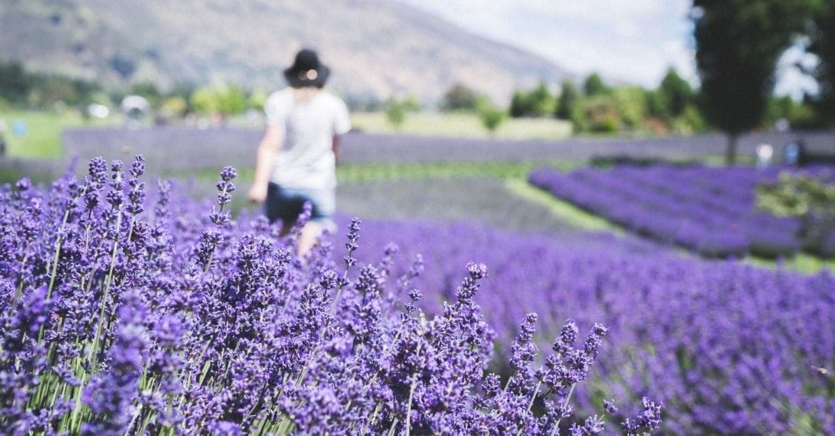 Wānaka Lavender Farm