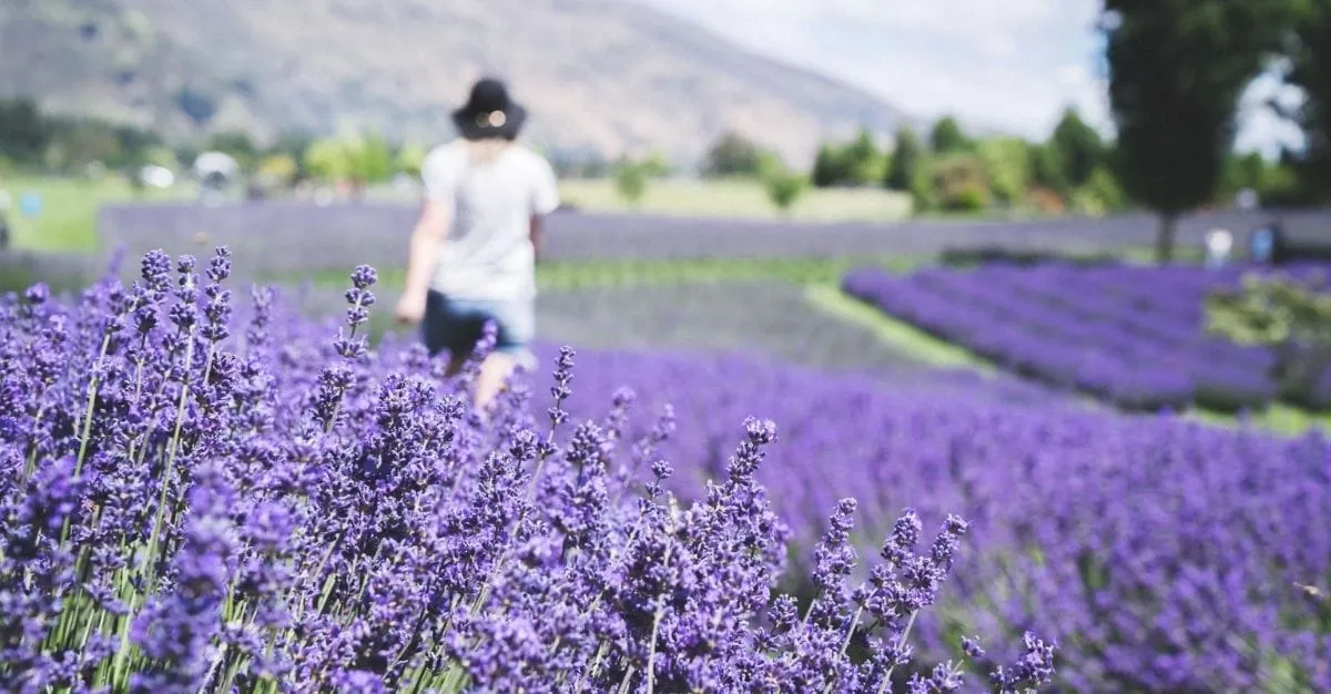 Wānaka Lavender Farm — Garden Centres in Wānaka