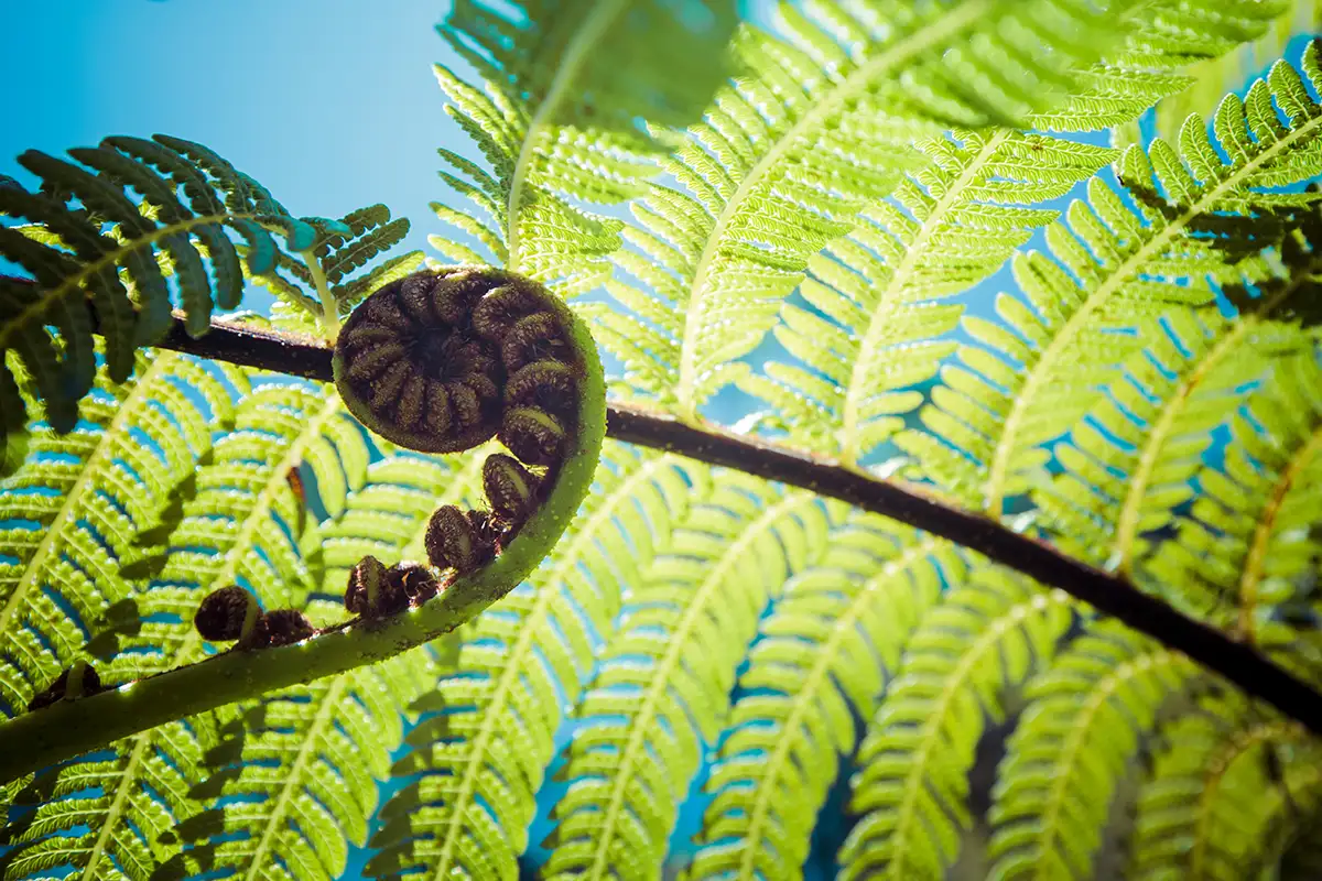 Wild Tree Digital — Website Designers in Howick