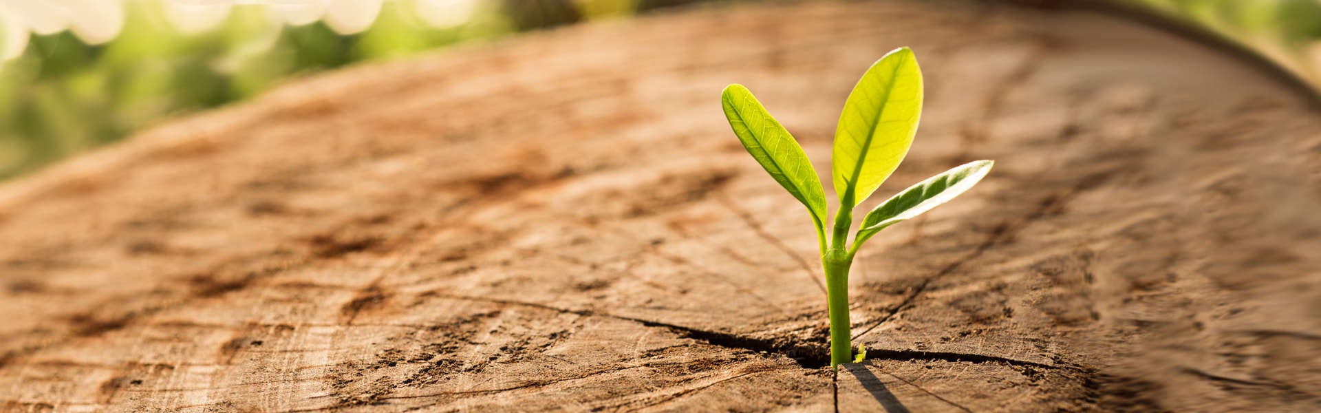 Hadfield Chiropractic — Chiropractors in Palmerston North