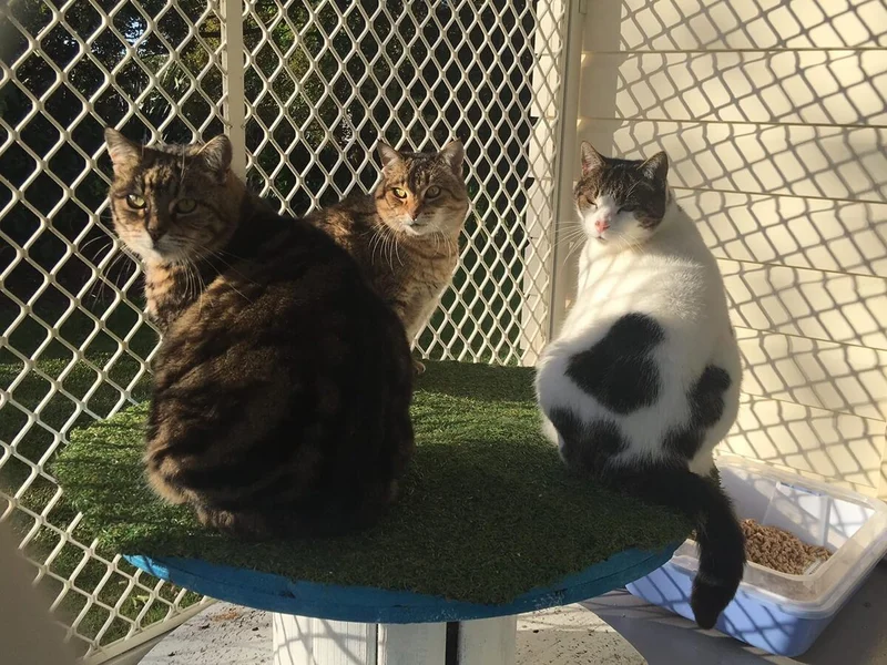 Deloraine Cattery — Pet Care Services in Whangārei
