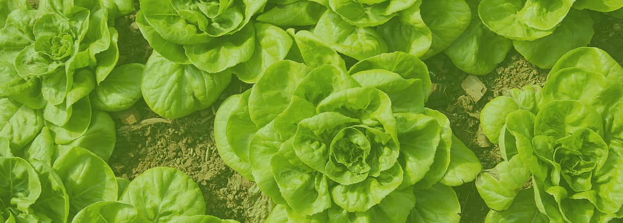 Greenwaste to Zero — Property Maintenance Services in Richmond
