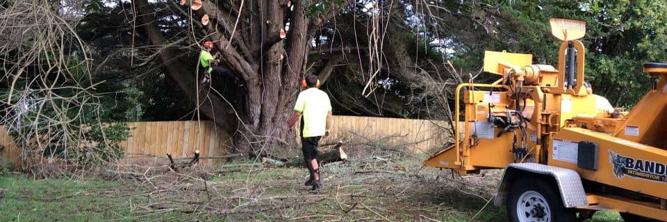 The Tree Company — Arborists in North Shore