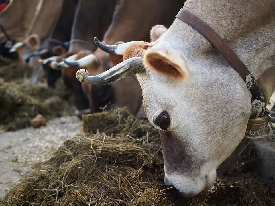 Holy Cow — Food & Beverage in Dunedin