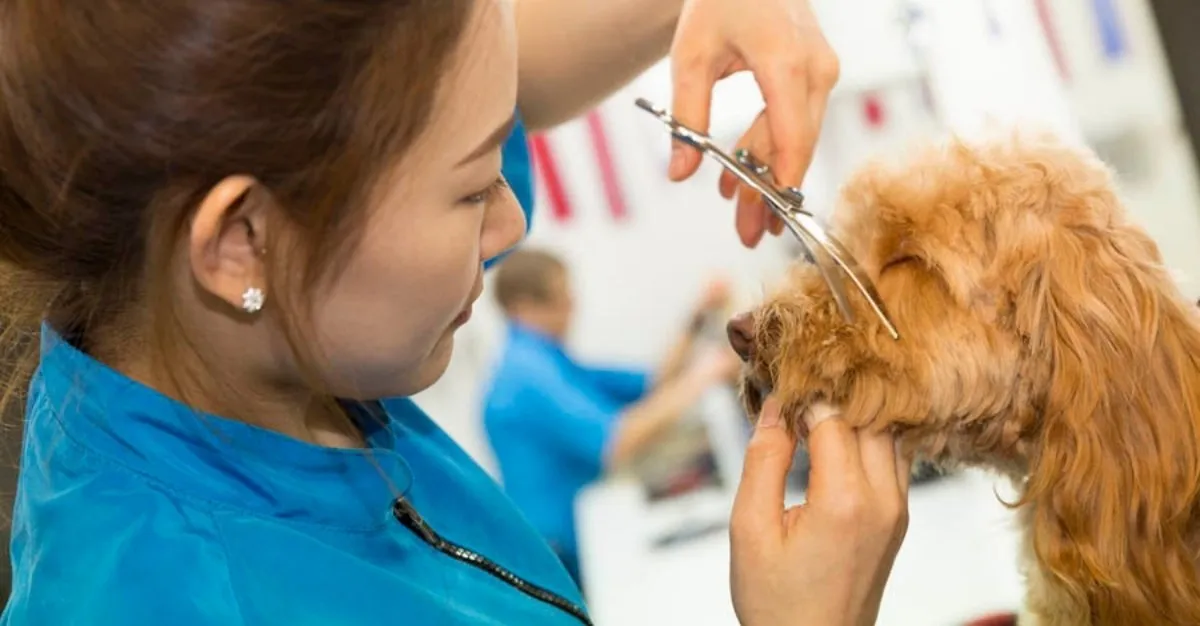 Angels Grooming Parlour — Dog Groomers in Christchurch