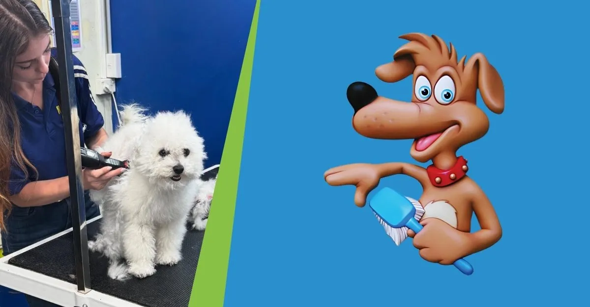 Nose To Tail Dog Wash — Dog Groomers in Albany
