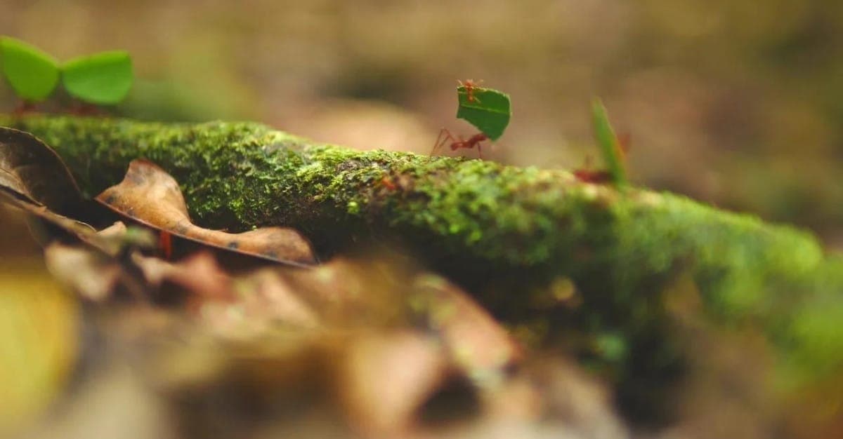 Leafcutter Business Support