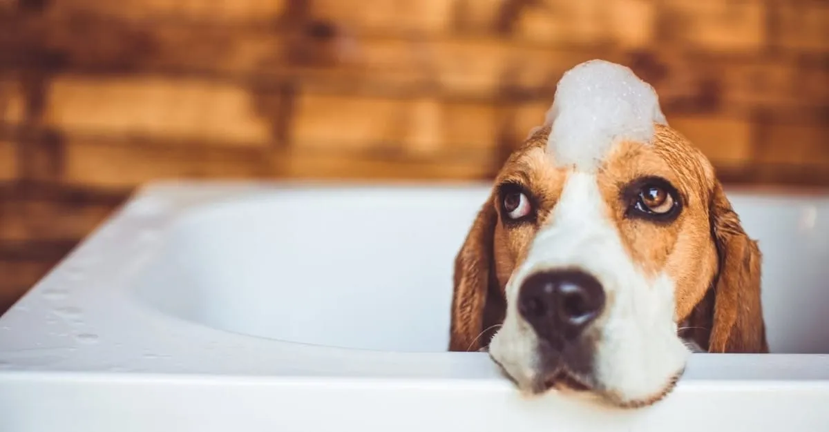 K9 Creations — Dog Groomers in Blenheim