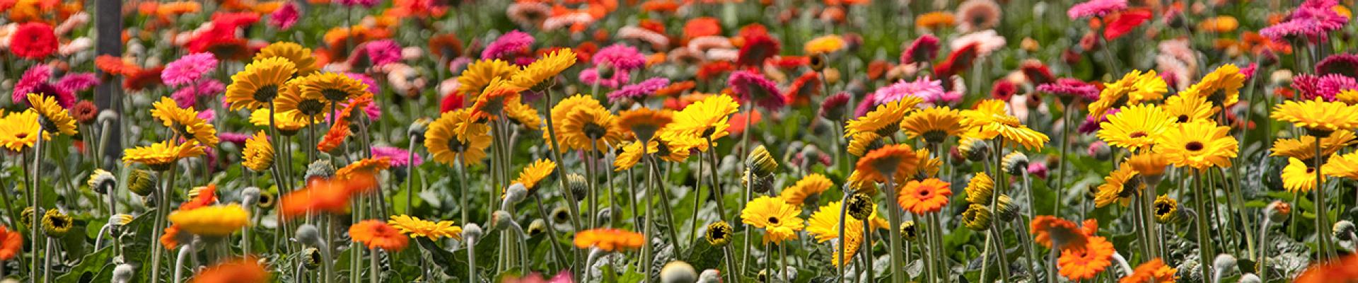 K&L Nurseries Flower Growers and Wholesalers — Marketing Services in Selwyn Huts
