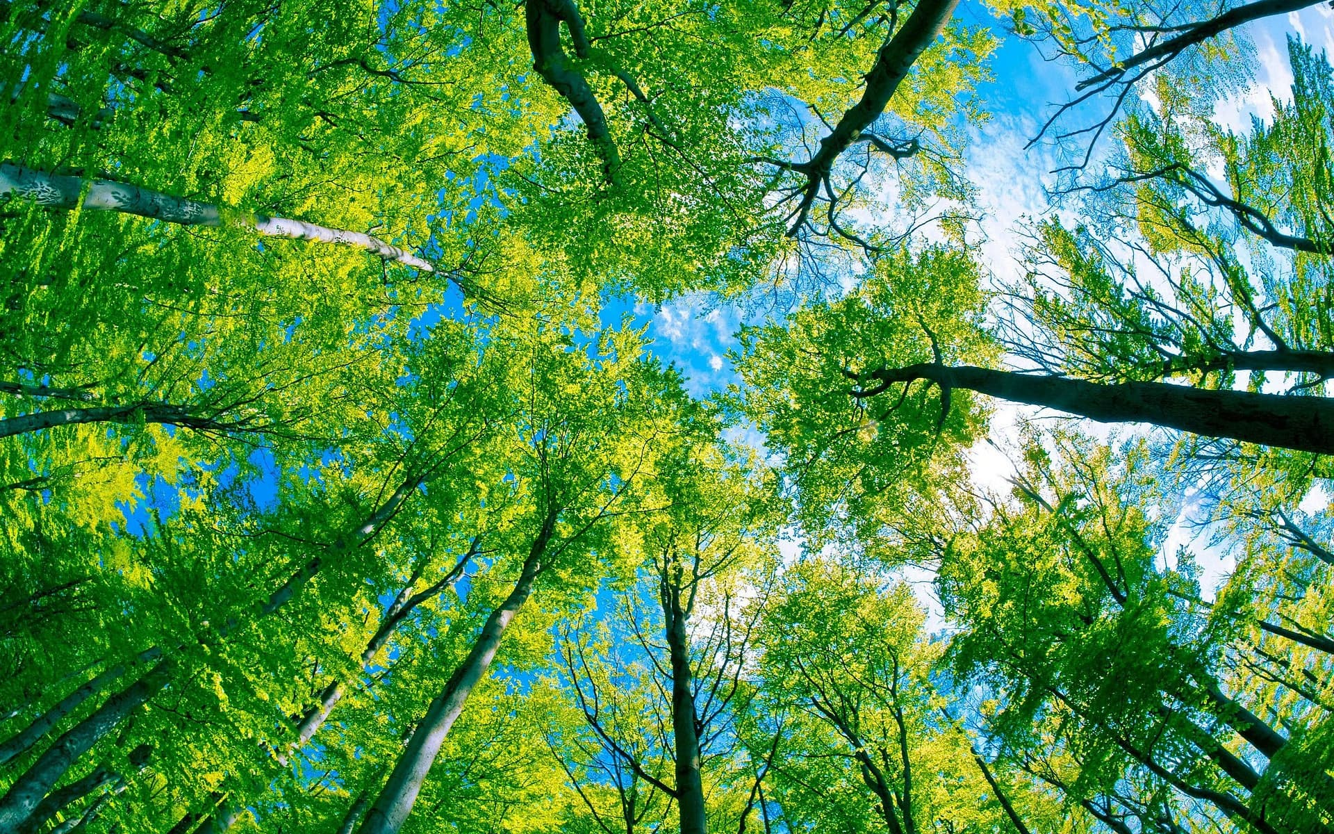 Shore Tree Services — Arborists in North Shore