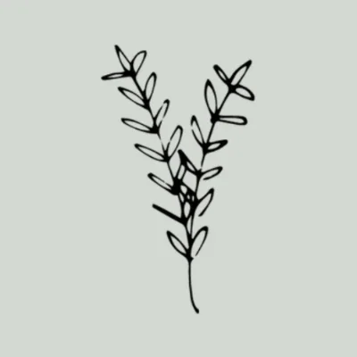 The Organic Chiropractic Co