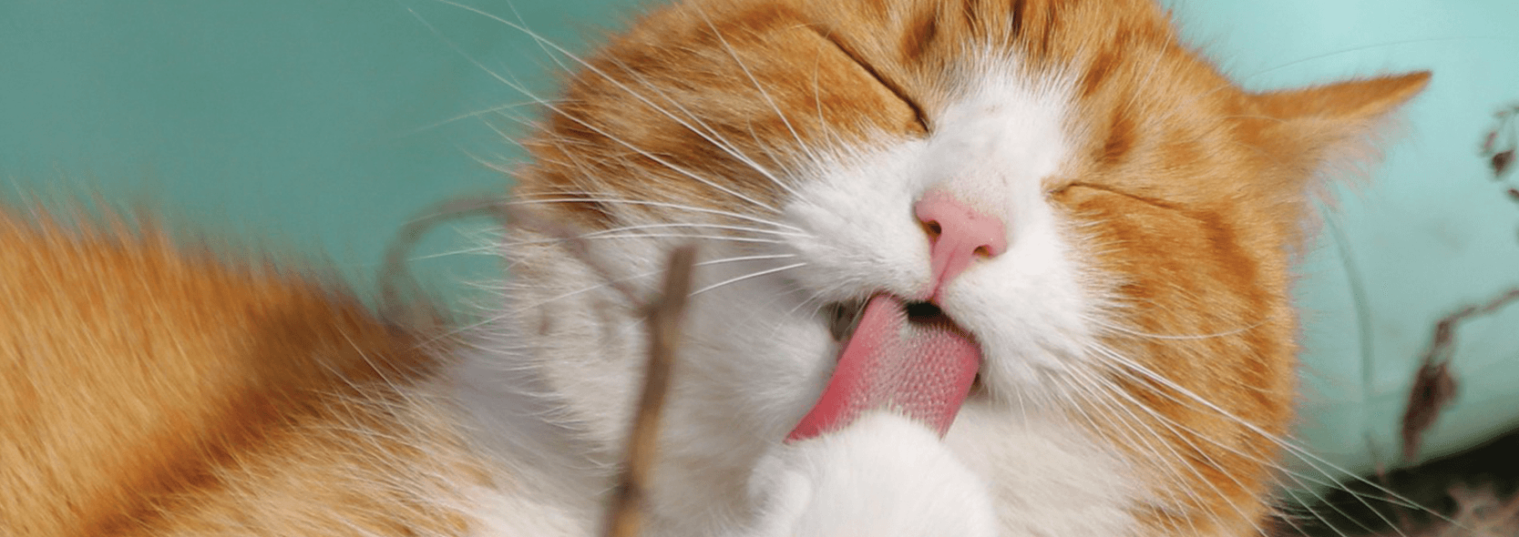 Straven Road Veterinary Centre — Vets in Christchurch