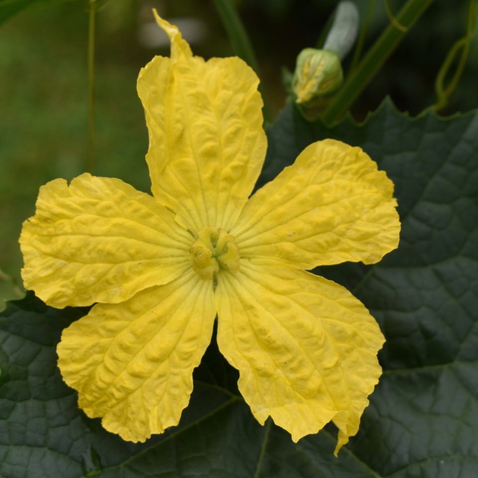 The Loofah Patch — Health & Wellness in Nelson
