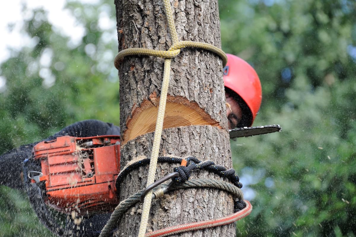 Ecoarb — Arborists in Hamilton
