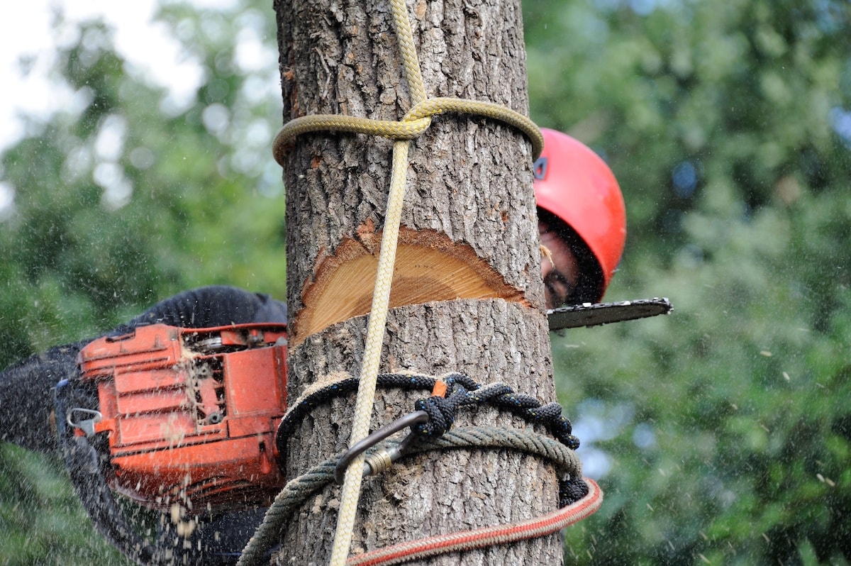 Ecoarb — Arborists in Hamilton