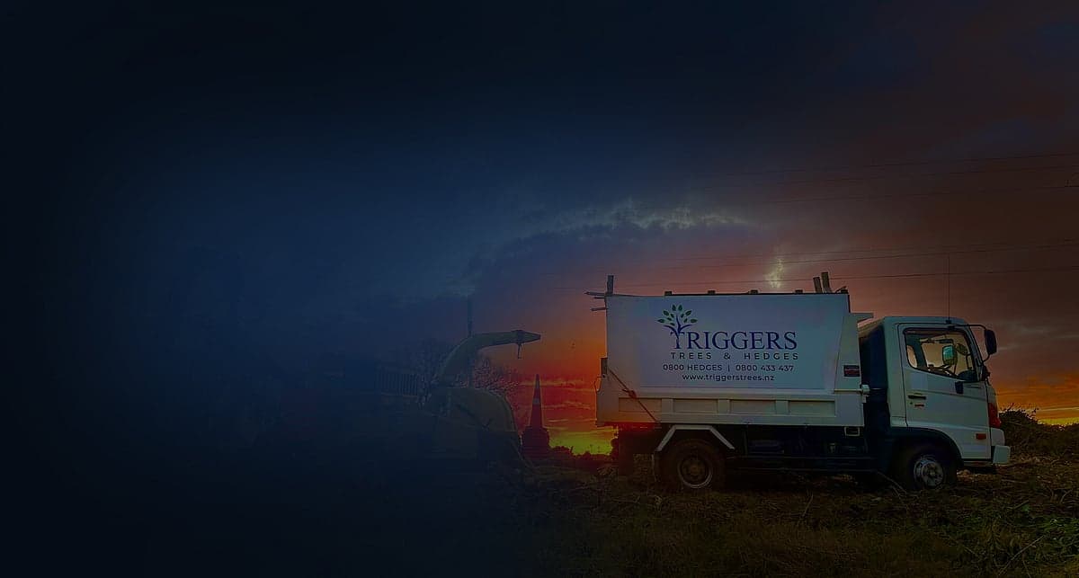 Triggers Trees and Hedges — Arborists in Hamilton