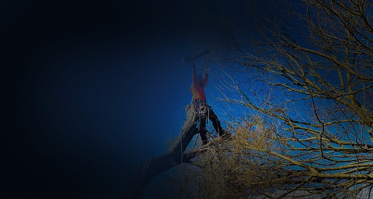 Triggers Trees and Hedges — Arborists in Hamilton