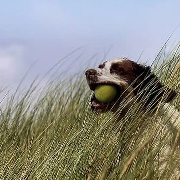Shaggy Range
