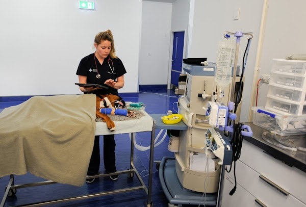 Animal Referral Centre — Vets in Auckland