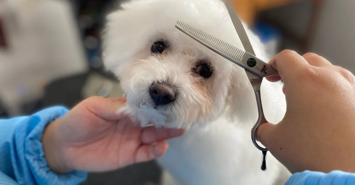Tirau Groomers — Dog Groomers in Waikato