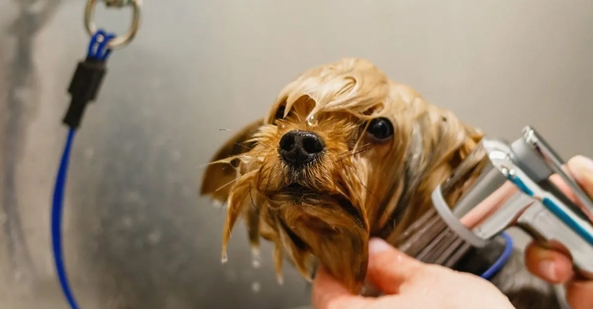 The Paw Salon — Dog Groomers in Pōkeno