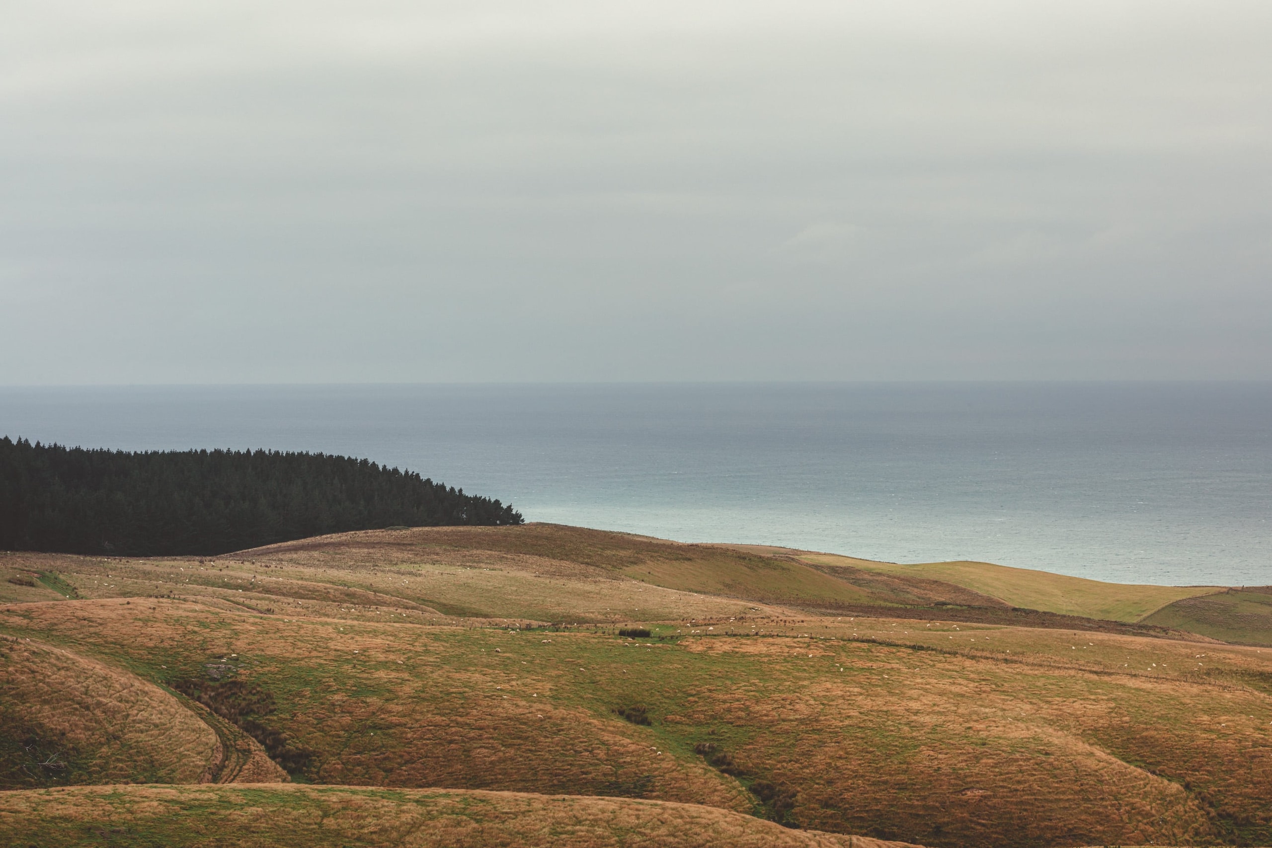 Ebb Dunedin — Hotels in Dunedin