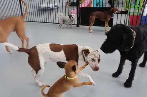 Sandy Paws Grooming Studio - Whitianga — Dog Groomers in Whitianga