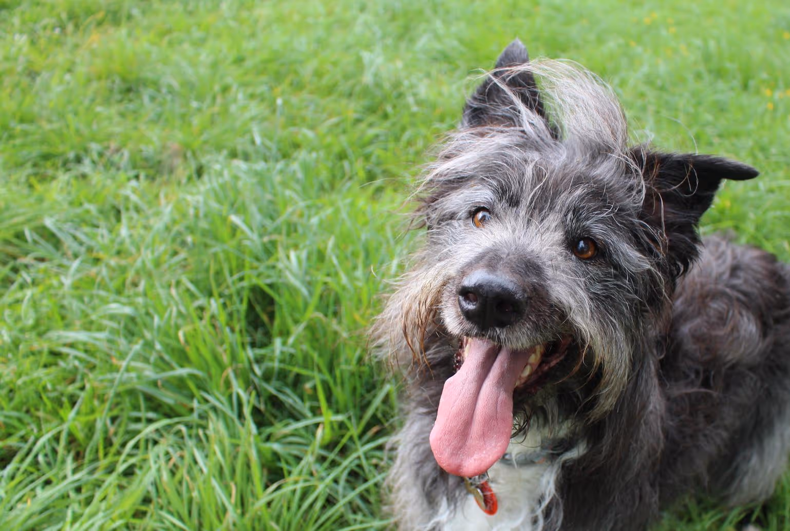 Sandy Paws Grooming Studio - Whitianga — Dog Groomers in Whitianga
