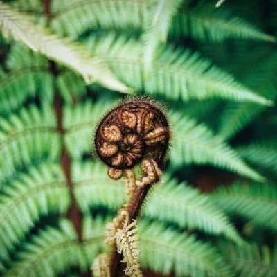 Koru Photography