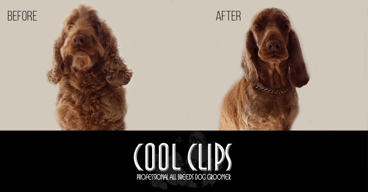 Cool Clips — Dog Groomers in New Plymouth