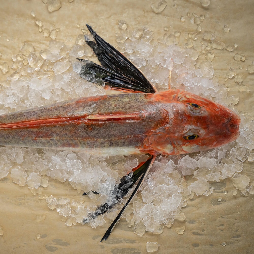 Harbour Fish — Food & Beverage in Dunedin