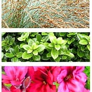 HEDGE Garden Design and Nursery