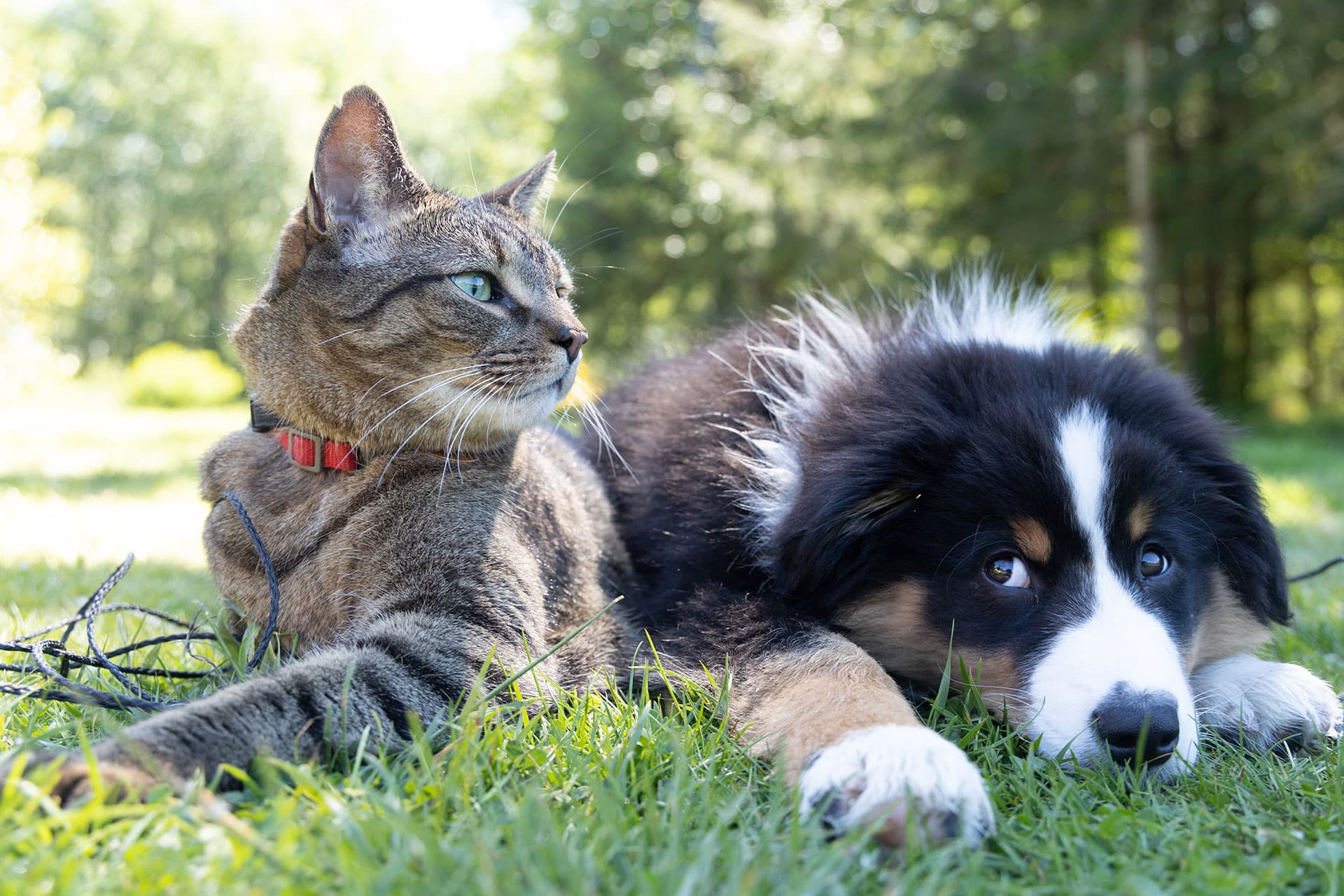 Crofton Downs Veterinary Clinic — Vets in Wellington