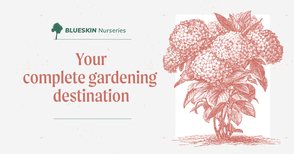 Blueskin Nurseries & Cafe — Restaurants in Waitati