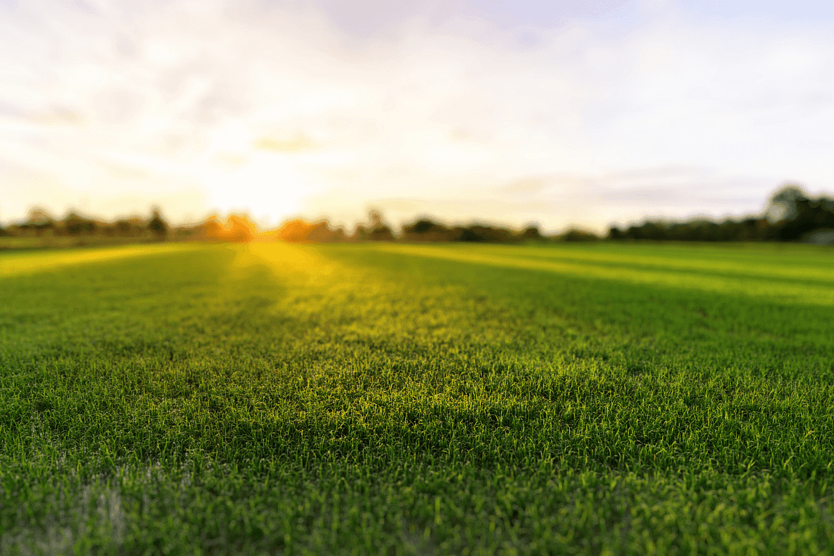 The Grass Guys — Professional Services in Mount Maunganui