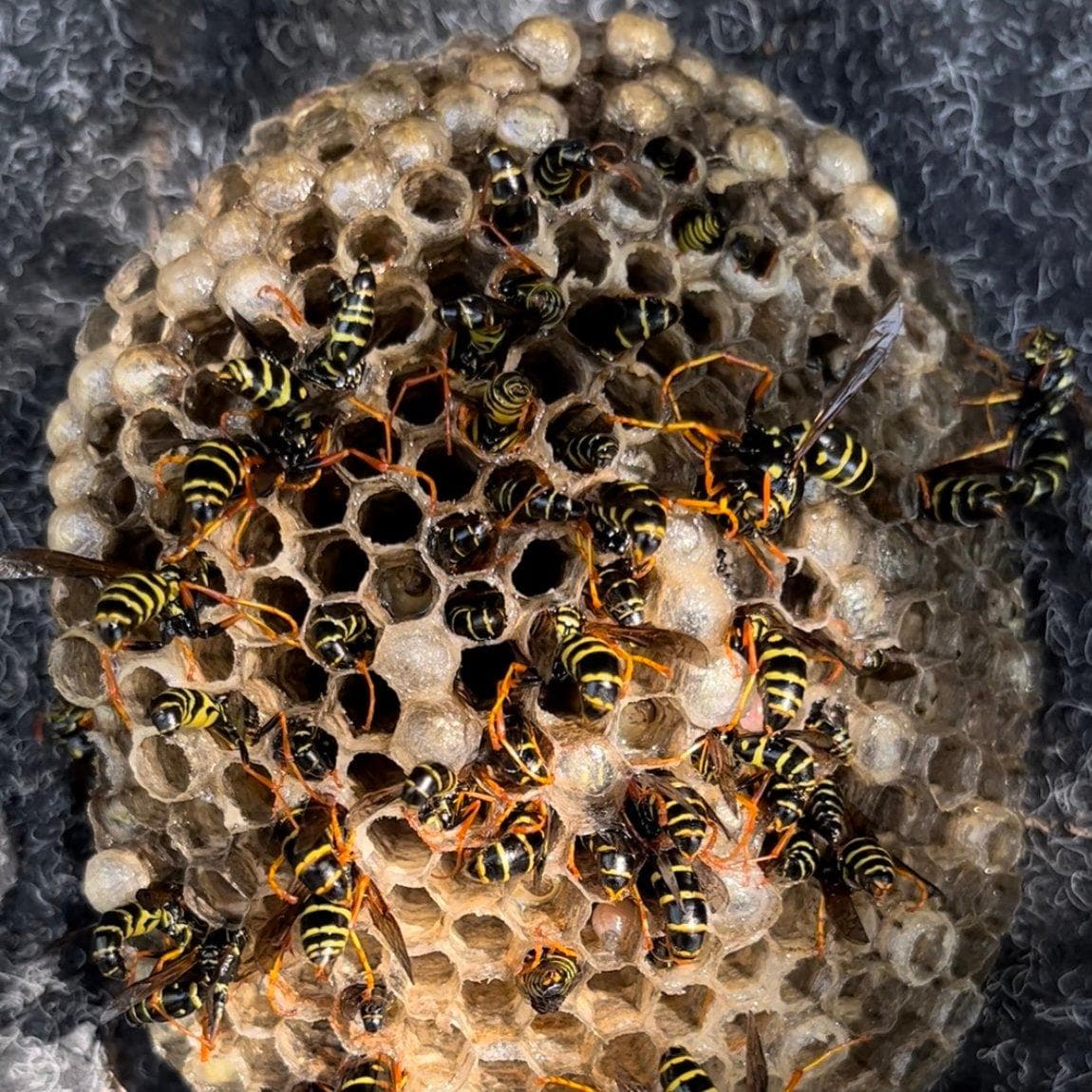 AlphaPest — Pest Control Services in Glen Eden