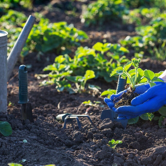 Tui Song Gardening — Landscaping Services in Tauranga