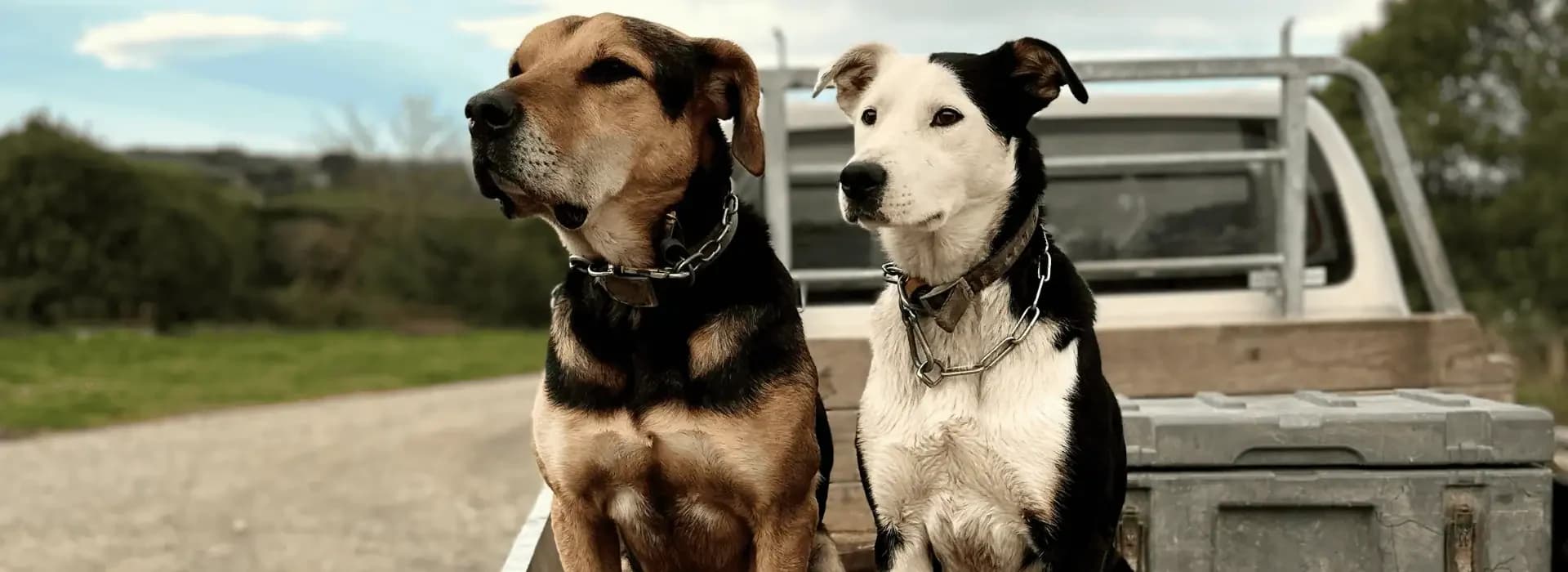 Aorangi Vet Services — Vets in Timaru
