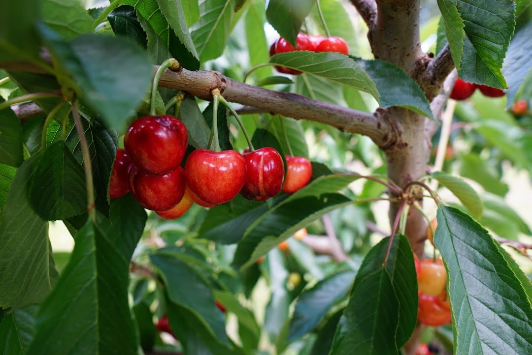 Webb’s Fruit — Food & Beverage in Cromwell