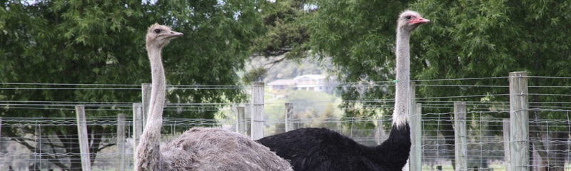 Kowhai Grove Ostrich — Pet Care Services in Feilding