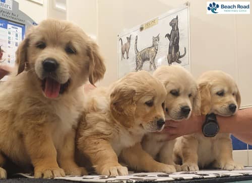 Beach Road Vet — Vets in Papamoa