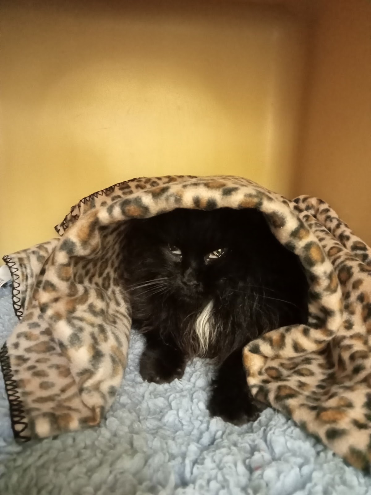 Beach Road Vet — Vets in Papamoa