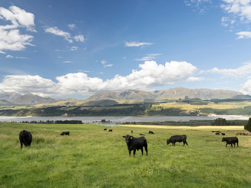 Anzco Green Island Limited — Butchers in Dunedin