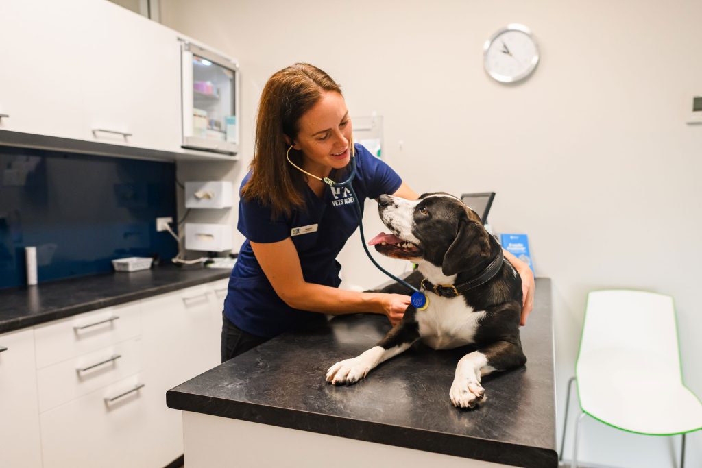 Vets North - Helensville — Vets in Rodney