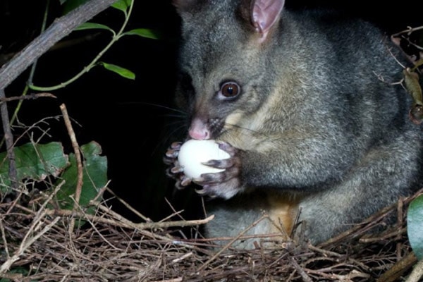 Whakatipu Wildlife Trust — Non Profit Organisations in Queenstown