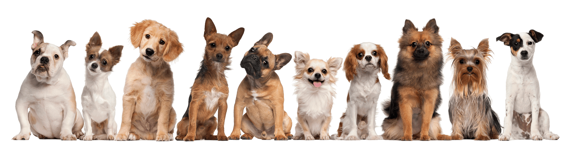 Feed Raw Petfoods — Pet Stores in Hamilton